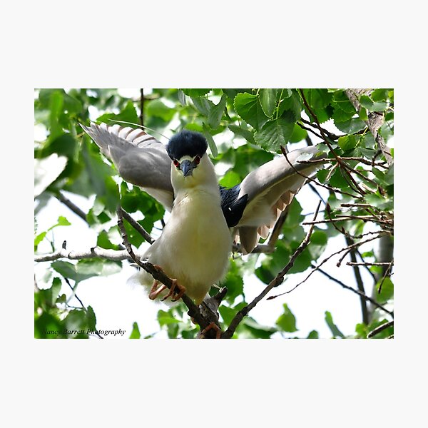 Black-crowned Night Heron Photographic Print