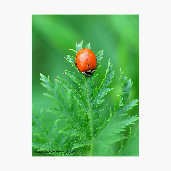 Item preview, Ladybird designed and sold by Nancy Barrett.