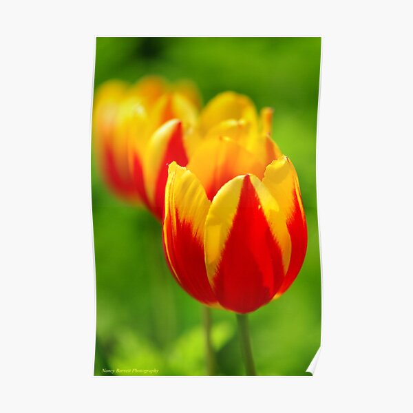 Spring Tulips Poster