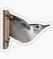 White-breasted nuthatch Sticker