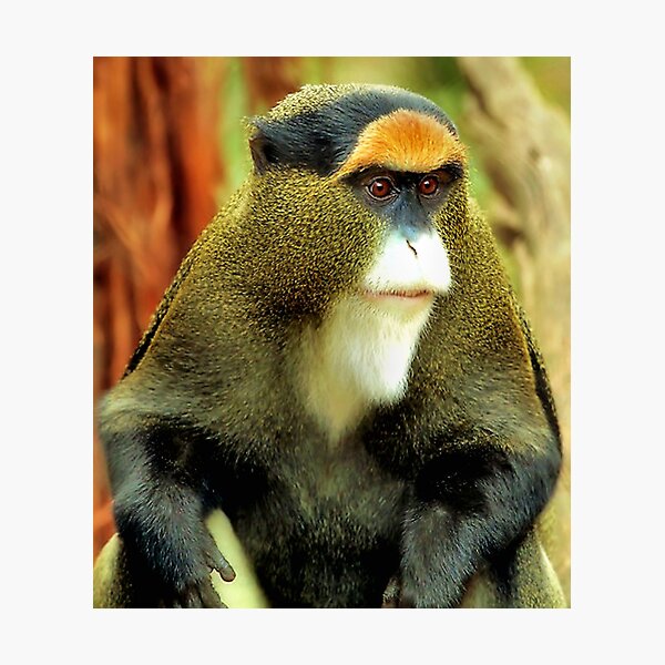 Item preview, Debrazza's Monkey, With An Attitude designed and sold by SuddenJim.