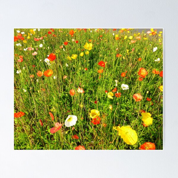 Item preview, Roundabouts And Papavers designed and sold by Fara.