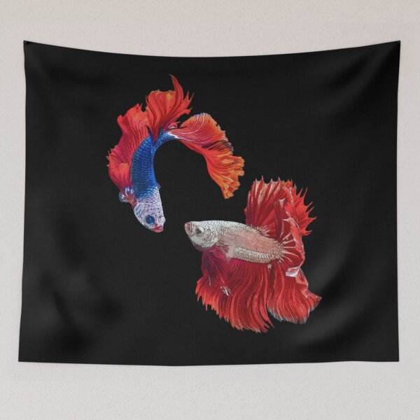 Item preview, Siamese Fighting Fish Circling designed and sold by Heathermarie321.