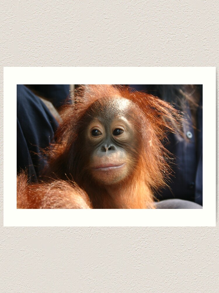 Cute Baby Orangutan Art Print By Mollykaban Redbubble