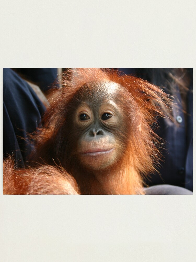 Impression Photo Orang Outan Bebe Mignon Par Mollykaban Redbubble