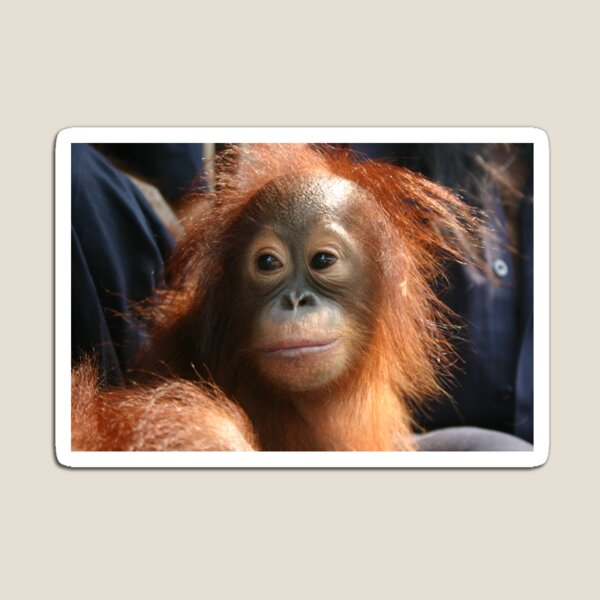 Item preview, Cute baby orangutan. designed and sold by mollykaban.