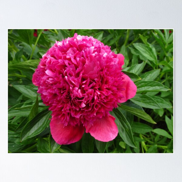 Item preview, Peony canopy designed and sold by MarianBendeth.