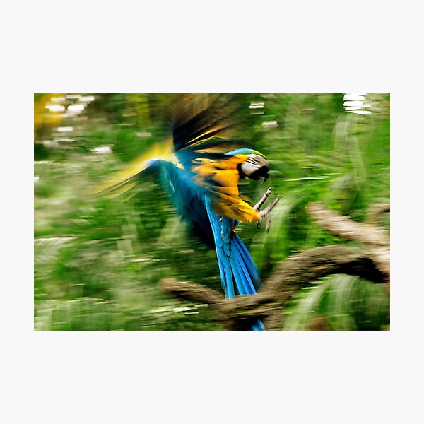 Item preview, Bird, On The Go! designed and sold by photoj.