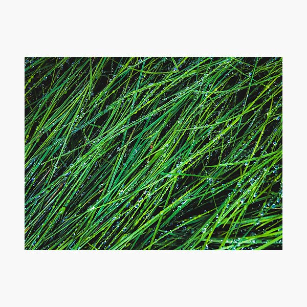 Aperçu de l'œuvre fond de texture d'herbe verte avec goutte d'eau créée et vendue par Mrvell.