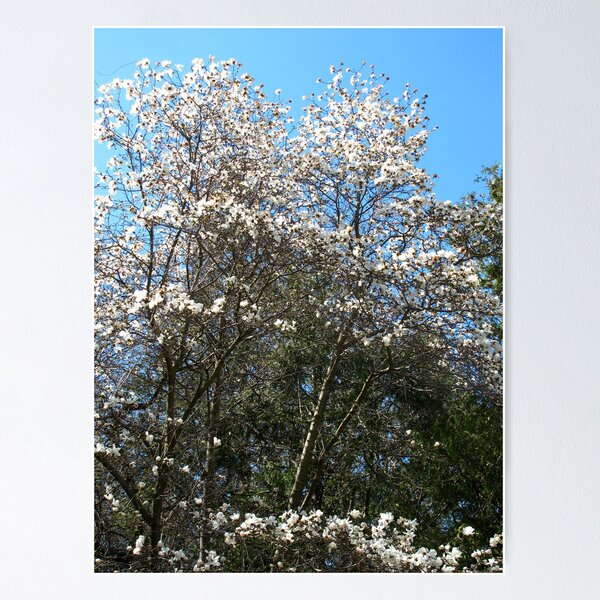 Item preview, Magnolias in white designed and sold by MarianBendeth.