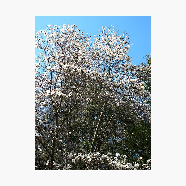 Item preview, Magnolias in white designed and sold by MarianBendeth.
