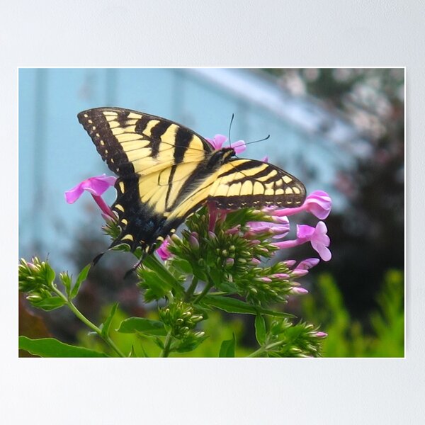 Item preview, Beautiful Swallowtail designed and sold by MarianBendeth.