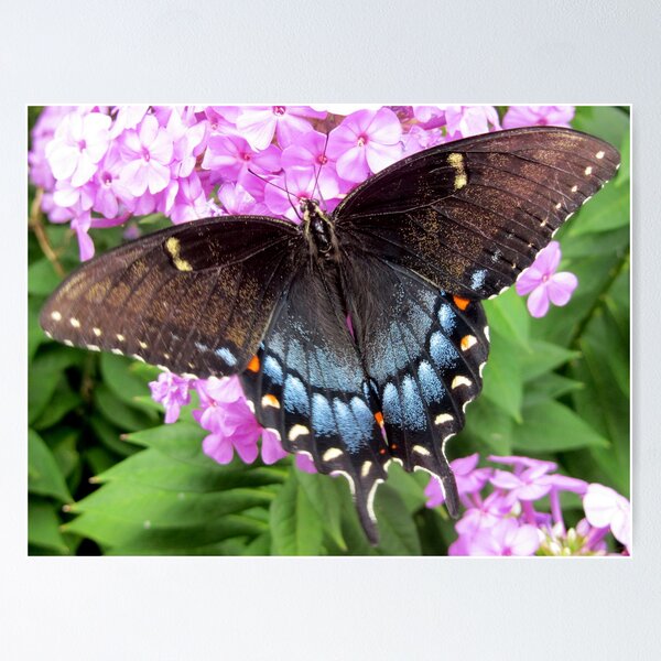 Item preview, Black swallowtail butterfly on Summer phlox designed and sold by Samohsong.