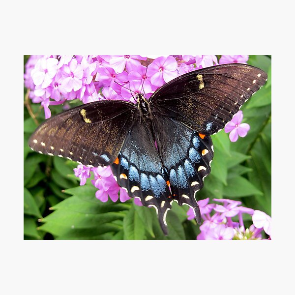 Item preview, Black swallowtail butterfly on Summer phlox designed and sold by Samohsong.
