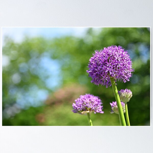 Item preview, Ornamental Onion flower in springtime designed and sold by goceris.