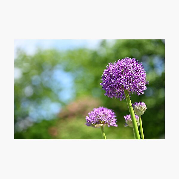 Item preview, Ornamental Onion flower in springtime designed and sold by goceris.
