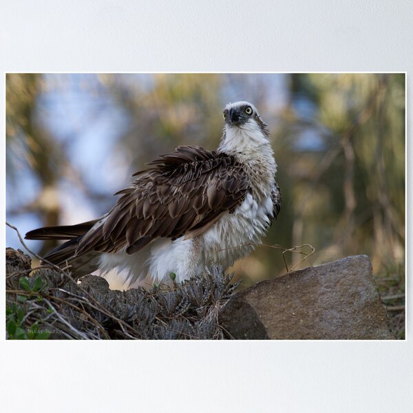 Item preview, Osprey designed and sold by Nikki25.