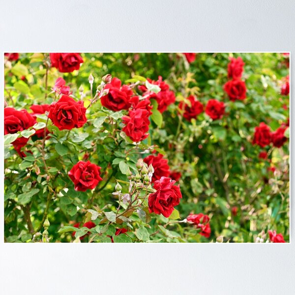 Item preview, Red roses in Volksgarten Vienna Austria designed and sold by goceris.