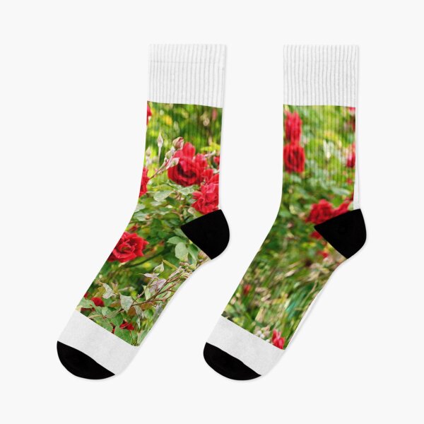 Item preview, Red roses in Volksgarten Vienna Austria designed and sold by goceris.