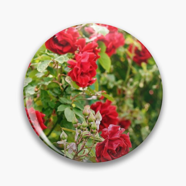 Item preview, Red roses in Volksgarten Vienna Austria designed and sold by goceris.