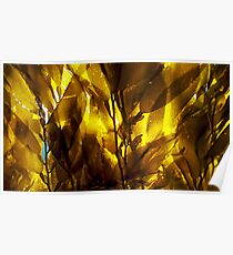 Kelp Forest Poster