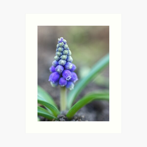 Aperçu de l'œuvre Grape Hyacinth créée et vendue par SunshineKaren.