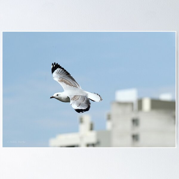 Aperçu de l'œuvre City Gull créée et vendue par Nikki25.