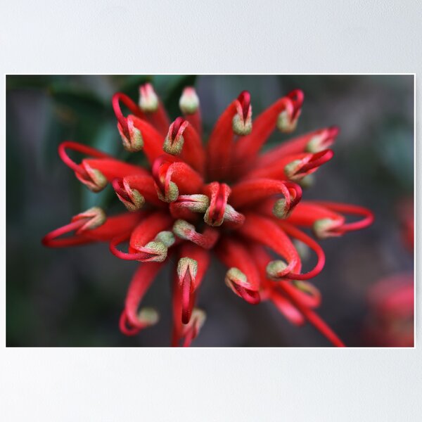 Item preview, Grevillea Juniperina (Granite-belt form) designed and sold by andrachne.