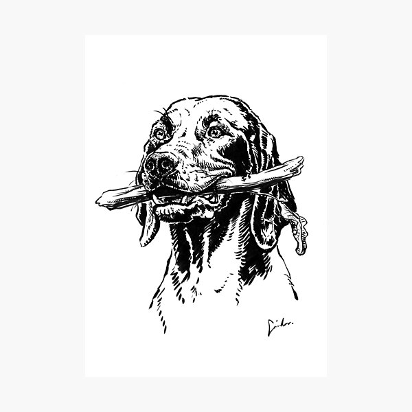 Item preview, Vizsla dog drawing designed and sold by SakalDesign.