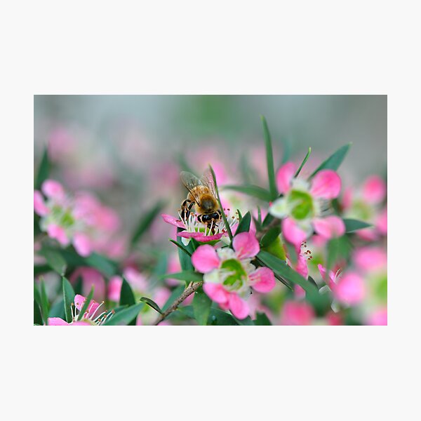 Item preview, Bee Pretty designed and sold by Olivelle.