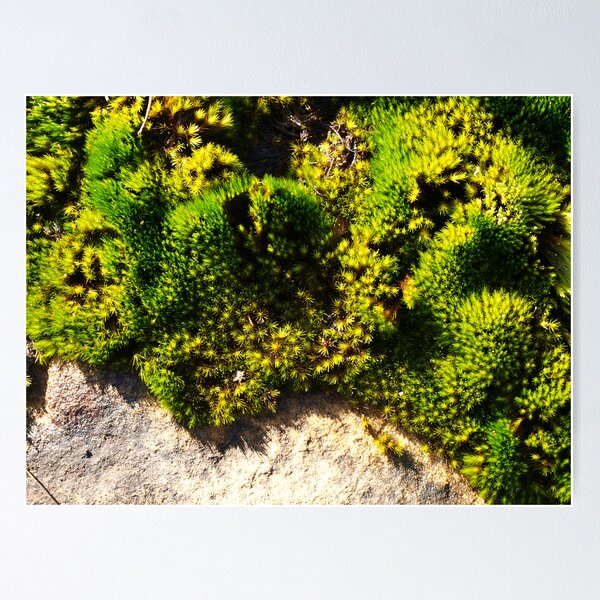 Item preview, Moss II designed and sold by geophotographic.