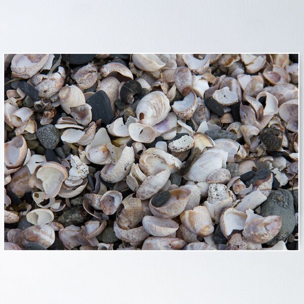 Item preview, Sea Shells designed and sold by jeffreynelsd.