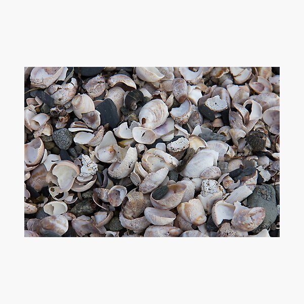 Item preview, Sea Shells designed and sold by jeffreynelsd.