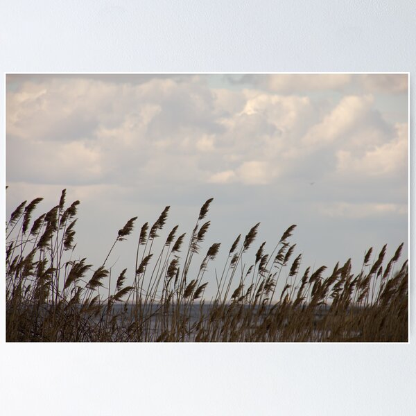Item preview, Beach Grass designed and sold by jeffreynelsd.