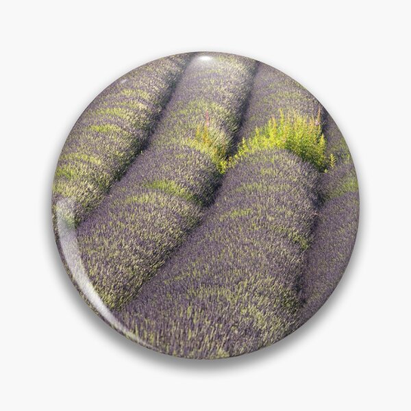 Artikelvorschau, Rows of Lavender entworfen und verkauft von bitm2007.