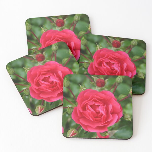 Item preview, Rosa designed and sold by coffeebean.
