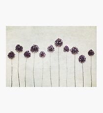 Forest Photographic Print