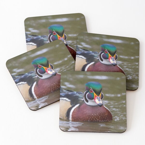 Artikelvorschau, American Wood Duck entworfen und verkauft von iCimages.net.