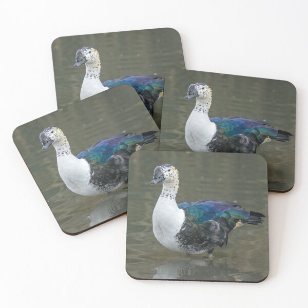 Item preview, Muscovy Duck designed and sold by iCimages.net.