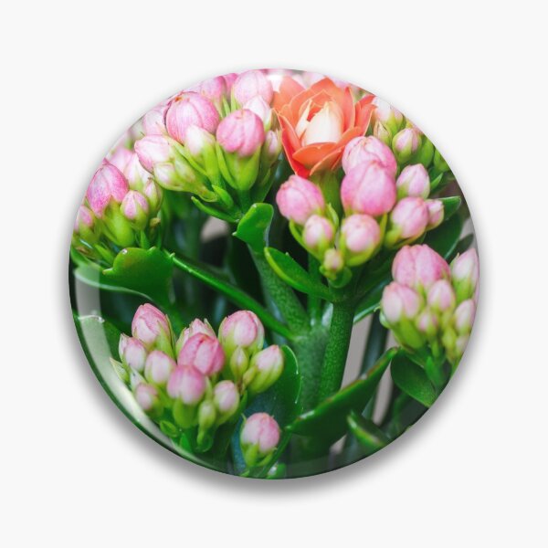 Item preview, Orange Kalanchoe flower opening standing out from pink buds close-up designed and sold by Grégory DUBUS.