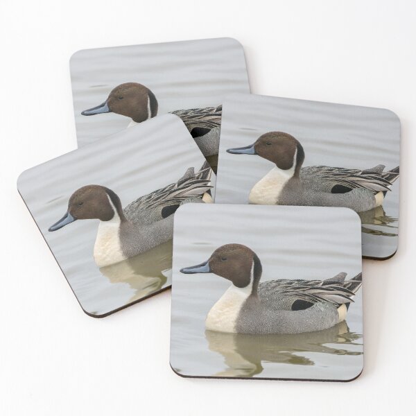 Item preview, Pintail duck designed and sold by iCimages.net.