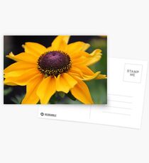 Little Sun :) Postcards