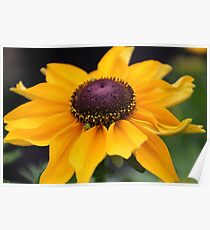 Little Sun :) Poster
