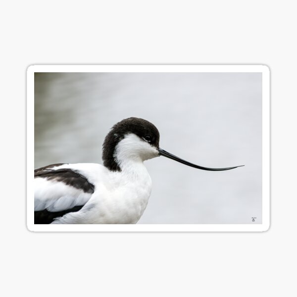 Item preview, Avocet bird designed and sold by iCimages.net.