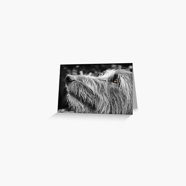 Shaggy Lurcher Greeting Card
