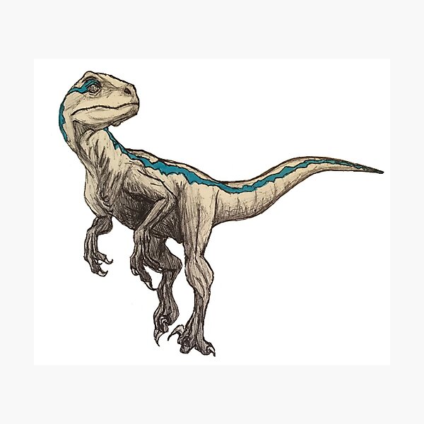 Sketch of Blue from Jurassic World Sketch of Blue from Jurassic World