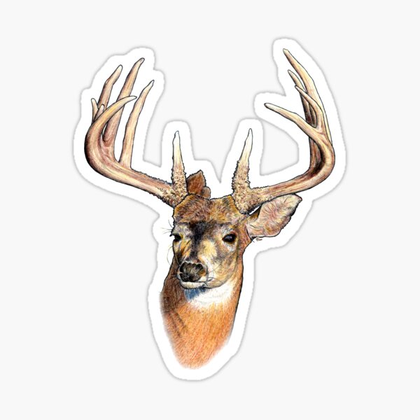 Hunting Whitetail Freak Decal Sticker Hunting Archery Deer Buck Sporting Goods 7193