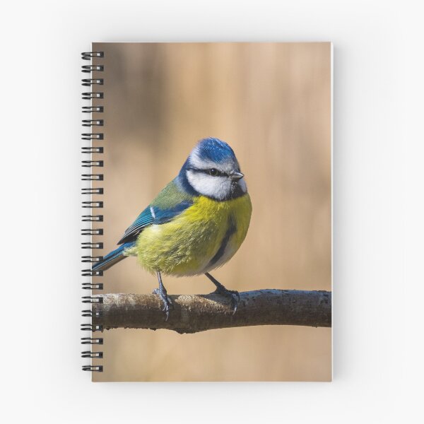 Item preview, Blue tit bird designed and sold by iCimages.net.