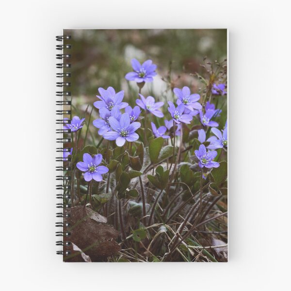 Item preview, A Bunch of Hepaticas designed and sold by Jouko Lehto Photography.