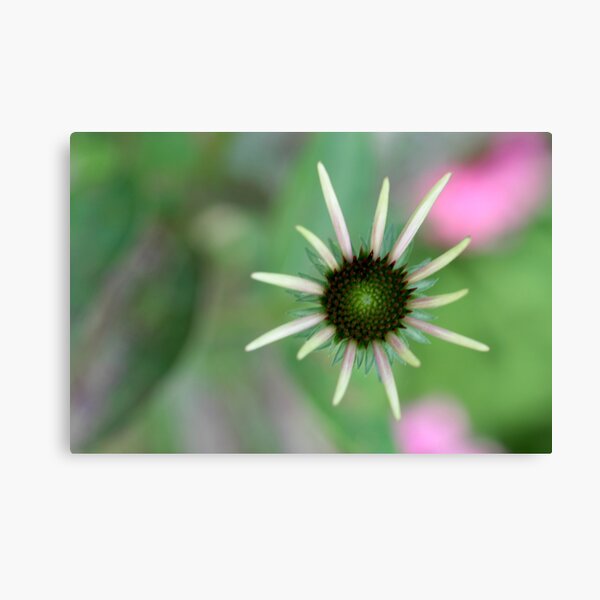 bloom out of the blur Canvas Print